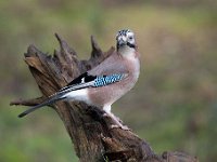 Garrulus glandarius 115, Gaai, Saxifraga-Luuk Vermeer