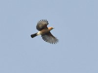 Garrulus glandarius 118, Gaai, Saxifraga-Tom Heijnen