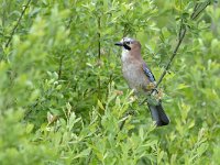 Garrulus glandarius 119, Gaai, Saxifraga-Tom Heijnen