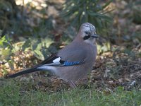 Garrulus glandarius 13, Gaai, Saxifraga-Mark Zekhuis