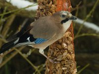 Garrulus glandarius 18, Gaai, Saxifraga-Jan van der Straaten