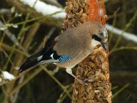 Garrulus glandarius 19, Gaai, Saxifraga-Jan van der Straaten