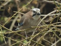 Garrulus glandarius 2, Gaai, Saxifraga-Jan van der Straaten