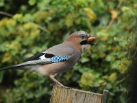 Garrulus glandarius 22, Gaai, Saxifraga-Piet Munsterman