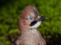 Garrulus glandarius 25, Gaai, Saxifraga-Luuk Vermeer