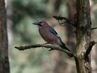 Garrulus glandarius 26, Gaai, Saxifraga-Luuk Vermeer