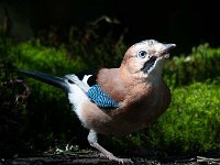 Garrulus glandarius 30, Gaai, Saxifraga-Luuk Vermeer