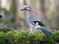 Garrulus glandarius 31, Gaai, Saxifraga-Luuk Vermeer