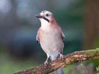 Garrulus glandarius 33, Gaai, Saxifraga-Luuk Vermeer