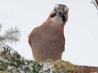 Garrulus glandarius 42, Gaai, Saxifraga-Luuk Vermeer