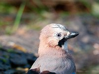 Garrulus glandarius 45, Gaai, Saxifraga-Luuk Vermeer