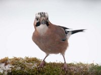 Garrulus glandarius 47, Gaai, Saxifraga-Luuk Vermeer