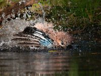 Garrulus glandarius 55, Gaai, Saxifraga-Luuk Vermeer