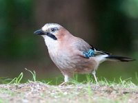 Garrulus glandarius 65, Gaai, Saxifraga-Luuk Vermeer