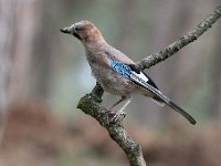 Garrulus glandarius 70, Gaai, Saxifraga-Luuk Vermeer