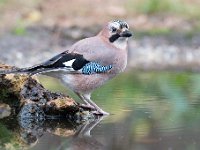 Garrulus glandarius 74, Gaai, Saxifraga-Luuk Vermeer