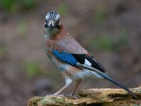 Gaai  gaai in de Haspel : Garrulus glandarius