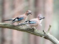 Garrulus glandarius 81, Gaai, Saxifraga-Luuk Vermeer