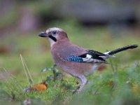 Garrulus glandarius 82, Gaai, Saxifraga-Luuk Vermeer