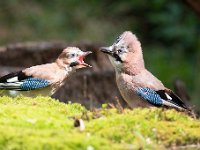 Garrulus glandarius 89, Gaai, Saxifraga-Luuk Vermeer