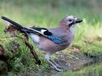 Garrulus glandarius 96, Gaai, Saxifraga-Luuk Vermeer