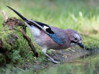 Garrulus glandarius 97, Gaai, Saxifraga-Luuk Vermeer