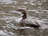 Gavia immer 14, IJsduiker, Saxifraga-Bart Vastenhouw