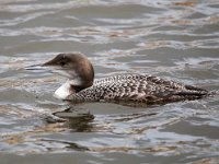 Gavia immer 20, IJsduiker, Saxifraga-Bart Vastenhouw