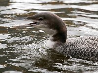 Gavia immer 23, IJsduiker, Saxifraga-Bart Vastenhouw