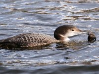 Gavia immer 31, IJsduiker, Saxifraga-Bart Vastenhouw