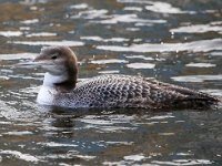 Gavia immer 32, IJsduiker, Saxifraga-Bart Vastenhouw