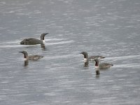 Gavia stellata 3, Roodkeelduiker, Saxifraga-Jan Nijendijk