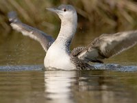 Gavia stellata 4, Roodkeelduiker, Saxifraga-Luc Hoogenstein : Gavia stellata, Red-throated Diver, Roodkeelduiker, bird, diver, duiker, sea bird, swimming, vogel, wintergast, zeevogel, zwemmend