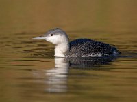 Gavia stellata 5, Roodkeelduiker, Saxifraga-Luc Hoogenstein : Gavia stellata, Red-throated Diver, Roodkeelduiker, bird, diver, duiker, sea bird, swimming, vogel, wintergast, zeevogel, zwemmend