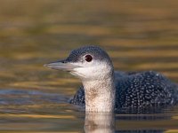 Gavia stellata 6, Roodkeelduiker, Saxifraga-Luc Hoogenstein : Gavia stellata, Red-throated Diver, Roodkeelduiker, bird, diver, duiker, sea bird, swimming, vogel, wintergast, zeevogel, zwemmend