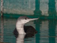 Gavia stellata 7, Roodkeelduiker, Saxifraga-Luc Hoogenstein : Gavia stellata, Red-throated Diver, Roodkeelduiker, bird, diver, duiker, sea bird, swimming, vogel, wintergast, zeevogel, zwemmend