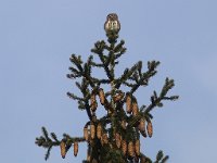 Glaucidium passerinum 4, Dwerguil, Saxifraga-Mark Zekhuis