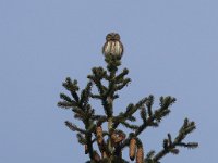 Glaucidium passerinum 5, Dwerguil, Saxifraga-Mark Zekhuis