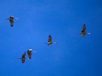 Grus canadensis, 2, Canadese kraanvogel, Saxifraga-Bart Vastenhouw