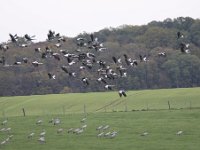 Grus grus 104, Kraanvogel, Peter Meininger-Saxifraga