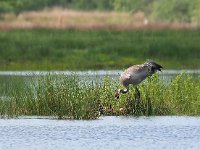 Grus grus 114, Kraanvogel, Saxifraga-Hans Dekker