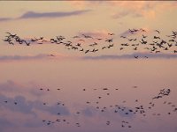 Grus grus 13, Kraanvogel, Saxifraga-Jan Nijendijk