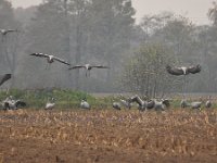 Grus grus 131, Kraanvogel, Saxifraga-Tom Heijnen