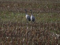 Grus grus 20, Kraanvogel, Saxifraga-Jan Nijendijk