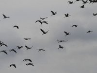 Grus grus 22, Kraanvogel, Saxifraga-Jan Nijendijk