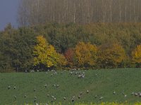 Grus grus 48, Kraanvogel, Saxifraga-Jan Nijendijk