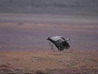 Grus grus 5, Kraanvogel, Saxifraga-Arie de Knijff