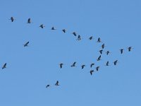 Grus grus 64, Kraanvogel, Saxifraga-Bart Vastenhouw