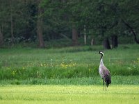 Grus grus 81, Kraanvogel, Saxifraga-Hans Dekker