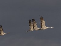 Grus grus 86, Kraanvogel, Saxifraga-Dirk Hilbers